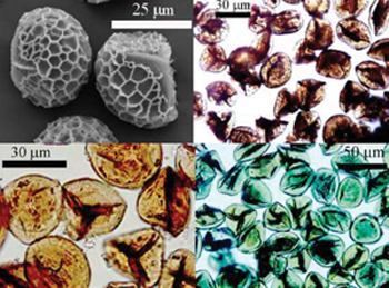 Sporopollenin microcapsules from Lycopodium clavatum loaded with a range of inorganic and organic nanomaterials Sporopollenin microcapsules from Lycopodium clavatum loaded with a range of inorganic and organic nanomaterials