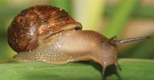 Snail slime acts as both a glue and a lubricant