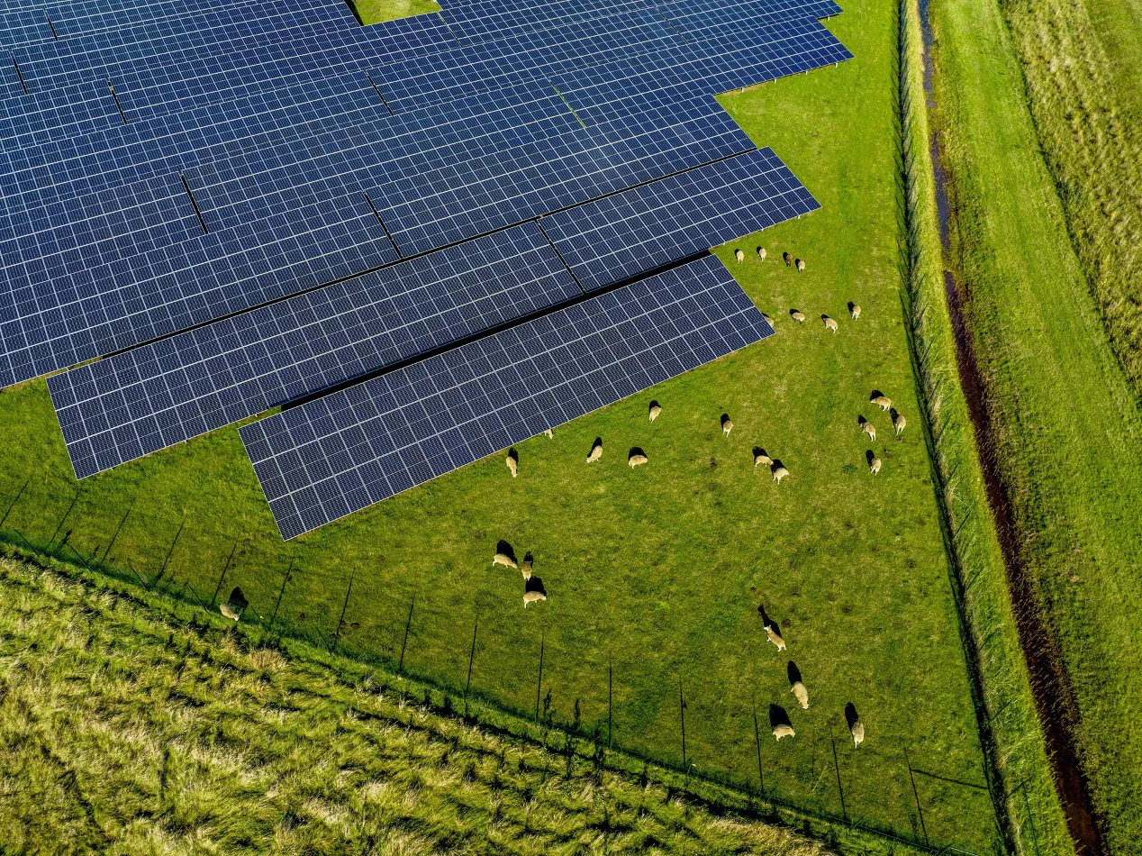 solar panels in countryside with livestock