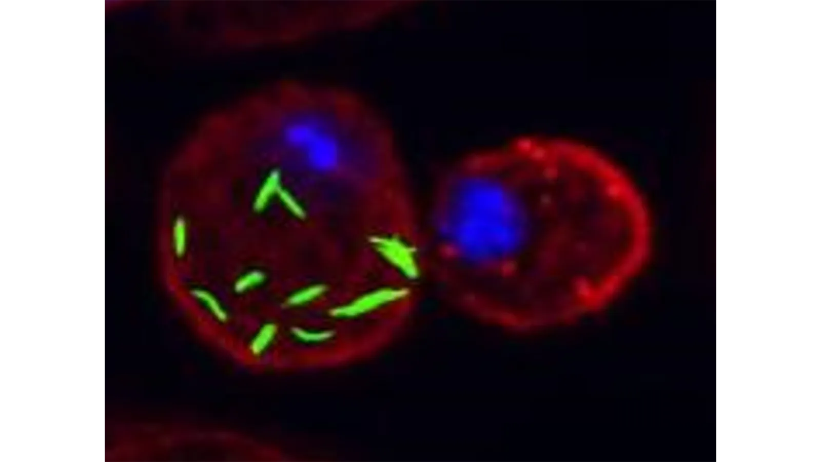 A close-up of a red and blue cell in special lighting by The Lipidomics Team