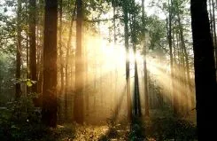 Sun shining through trees in a forest
