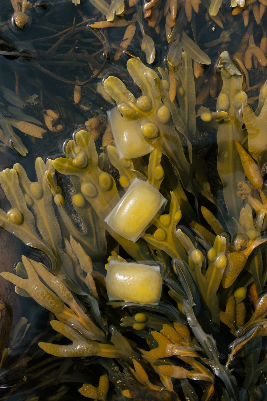 Notpla Ooho pouches surrounded by seaweed