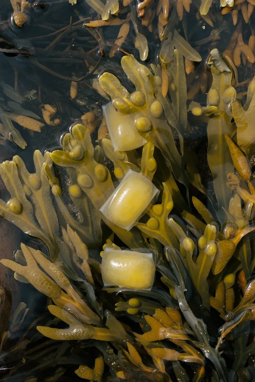 Notpla Ooho pouches surrounded by seaweed