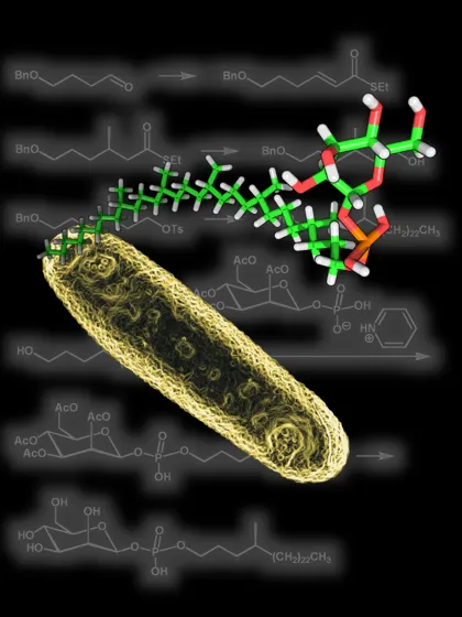The Lipidomics Team's image of a close-up of a cell