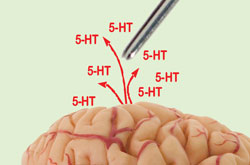 Diamond-coated microelectrodes could be used to detect serotonin in the brain Diamond-coated microelectrodes could be used to detect serotonin in the brain