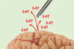 Diamond-coated microelectrodes could be used to detect serotonin in the brain